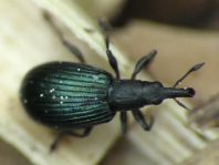 Perapion sp.