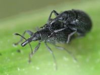 Perapion curtirostre