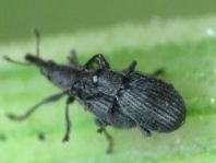 Perapion curtirostre