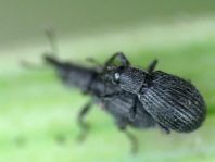 Perapion curtirostre