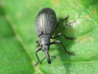 cf. Perapion curtirostre