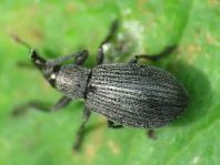 cf. Perapion curtirostre