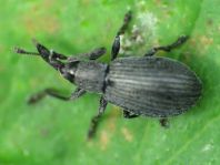 cf. Perapion curtirostre