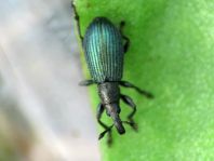 Perapion violaceum