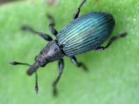 Perapion violaceum