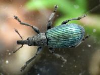 Perapion violaceum