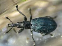 Perapion violaceum