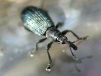 Perapion violaceum