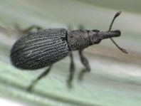 Perapion sp.