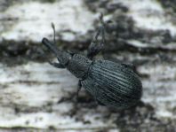 Perapion sp.