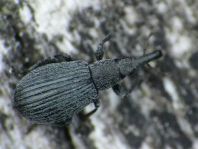 Perapion sp.