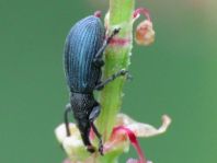 Perapion violaceum