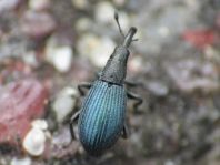 Perapion violaceum