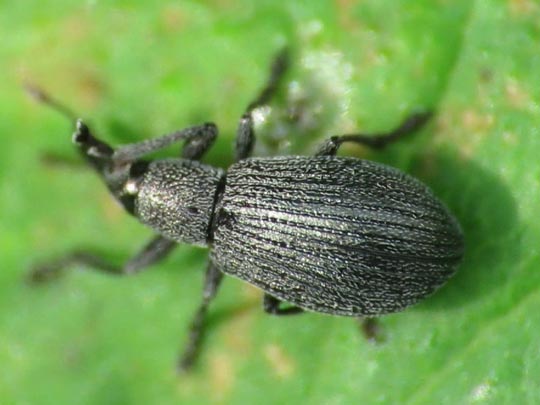 cf. Perapion curtirostre