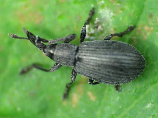 cf. Perapion curtirostre