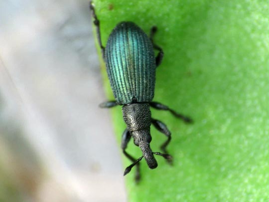 Perapion violaceum