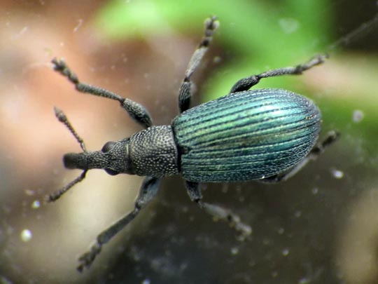 Perapion violaceum