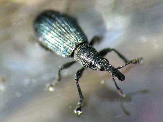 Perapion violaceum