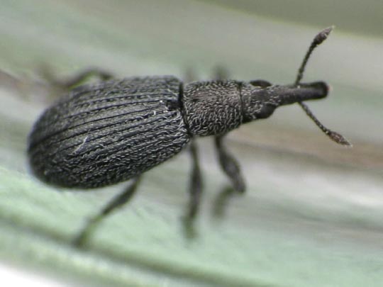 Perapion sp.