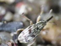 Taeniapion urticarium
