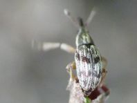 Taeniapion urticarium