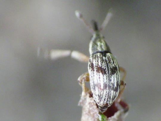 Taeniapion urticarium