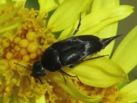 Mordellidae