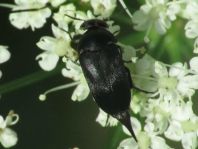 Mordellidae
