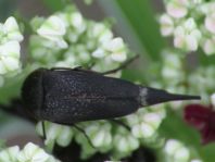 Mordellidae