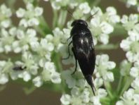 Mordellidae