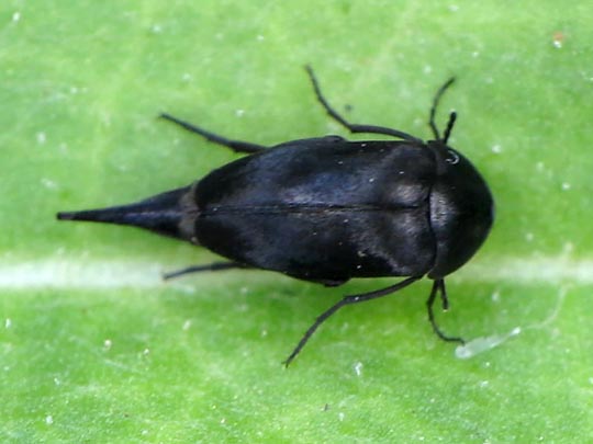 Mordellidae