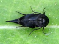 Mordellidae