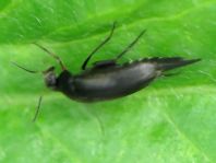 Mordellidae