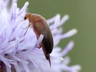 Mordellidae