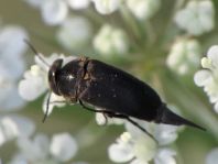 Mordellidae