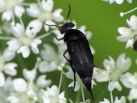 Mordellidae