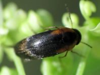 Mordellistena humeralis