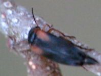 Mordellistena humeralis