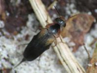 Mordellistena humeralis
