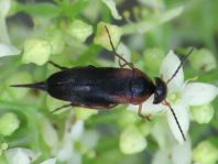 Mordellistena humeralis