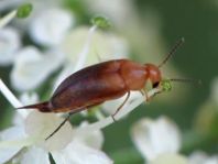 Mordellistena neuwaldeggiana