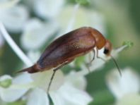 Mordellistena neuwaldeggiana