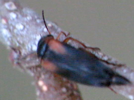Mordellistena humeralis