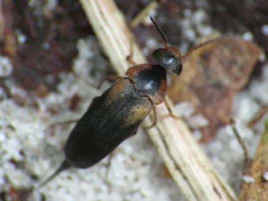 Mordellistena humeralis
