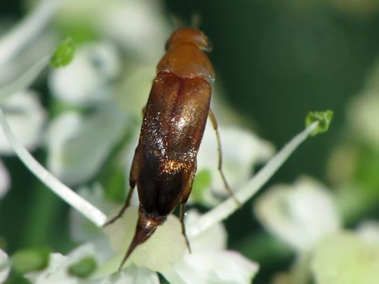 Mordellistena neuwaldeggiana