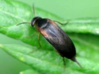 Mordellistena humeralis