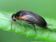 Mordellistena humeralis
