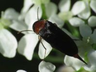Mordellochroa abdominalis