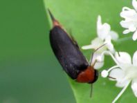 Mordellochroa abdominalis