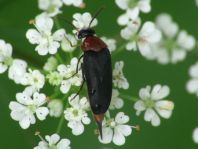 Mordellochroa abdominalis